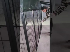 6 ফুট উচ্চতা ঝালাই ইস্পাত কুকুরের কেনেল পাউডার লেপা কুকুরের রান হাউস