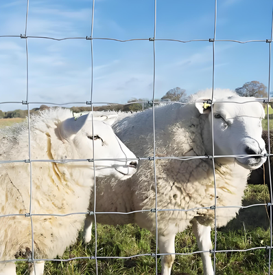 Hot Dipped Galvanized Hinge Joint Cattle Farm Fence 1.5m Height 100m Length Field Fencing